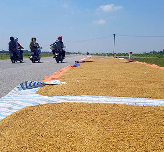 BÁO GIÁ BẠT XANH CAM PHƠI CÀ PHÊ KHỔ 4M, 6M, 8M