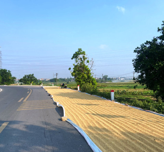 BẠT PHƠI LÚA BẠT XANH CAM GIÁ RẺ