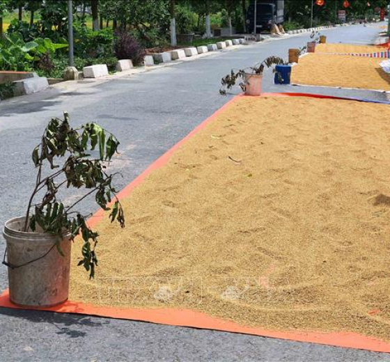 BẠT PHƠI THÓC LÚA, BẠT NÔNG NGHIỆP ĐỦ LOẠI DÀY MỎNG