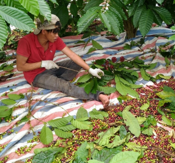 BẠT SỌC XANH TRẮNG ĐỎ: GIẢI PHÁP CHE NẮNG TẠM THỜI TIẾT KIỆM
