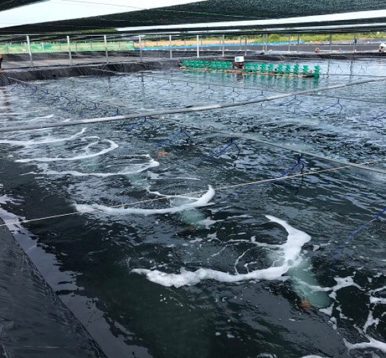 BẠT LÓT AO NUÔI CÁ, NUÔI BABA GIÁ RẺ TẬN XƯỞNG