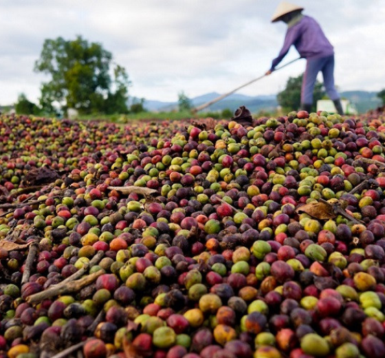 NƠI BÁN BẠT PHƠI CÀ PHÊ, PHƠI NÔNG SẢN GIÁ RẺ