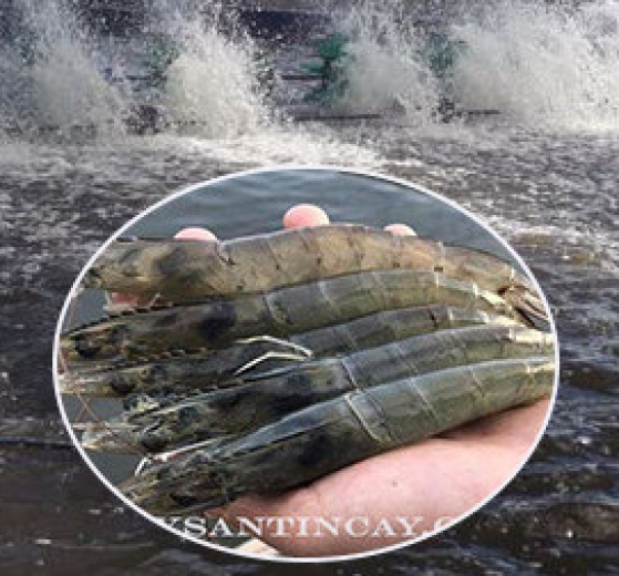 NƠI BÁN BẠT LÓT HỒ TÔM GIÁ RẺ