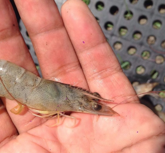 BẠT NHỰA CHỐNG NƯỚC SIÊU BỀN BẠT LÓT AO NUÔI TÔM