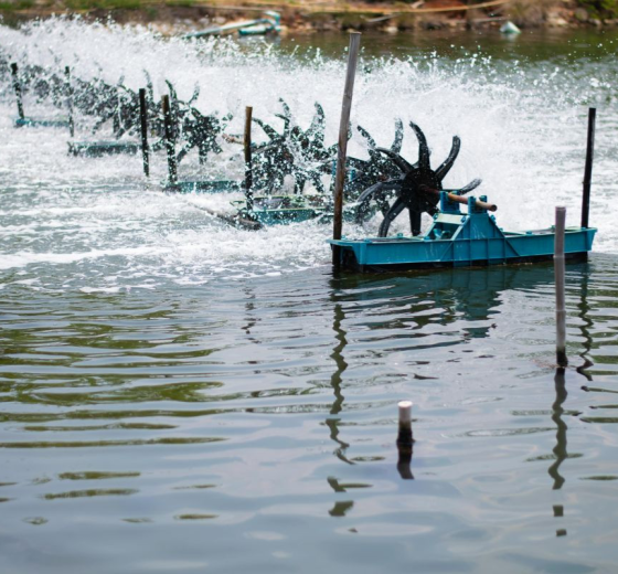 NƠI BÁN BẠT LÀM AO NUÔI TÔM UY TÍN GIÁ TỐT